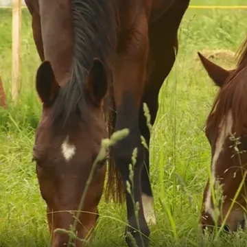 Italija planira zabraniti konjsko meso i uvesti drakonske kazne od 100 tisuća eura