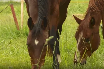 Italija planira zabraniti konjsko meso i uvesti drakonske kazne od 100 tisuća eura