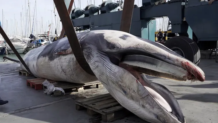Ispred luksuzne marine pronađeno tijelo divovskog čudovi&scaron;ta: Evo &scaron;to se točno dogodilo