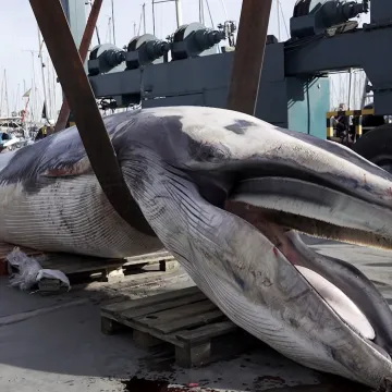 Ispred luksuzne marine pronađeno tijelo divovskog 'čudovi&scaron;ta': Evo &scaron;to se točno dogodilo