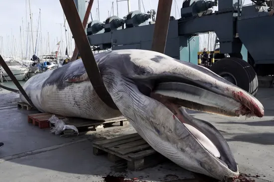 Ispred luksuzne marine pronađeno tijelo divovskog čudovi&scaron;ta: Evo &scaron;to se točno dogodilo