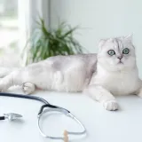 Revolucionarno otkriće: Mačke bi mogle pomoći u pronalasku ključa za liječenje te&scaron;kih bolesti