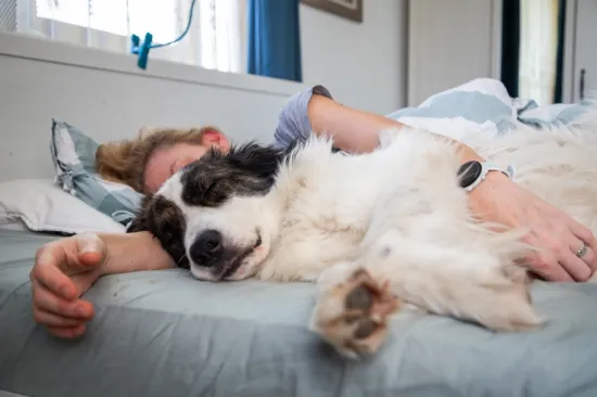 Voli li i va&scaron; pas spavati s vama? Postoje tri dirljiva razloga za&scaron;to to rade