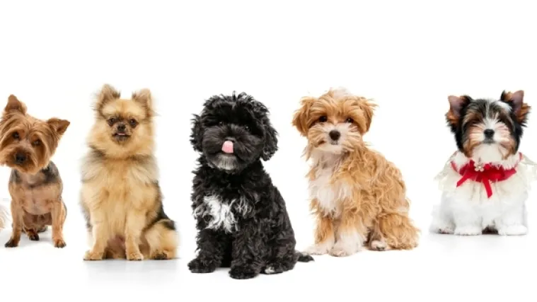 [KVIZ] Jesi li stručnjak za male pasmine pasa?