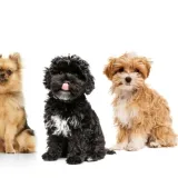 [KVIZ] Jesi li stručnjak za male pasmine pasa?