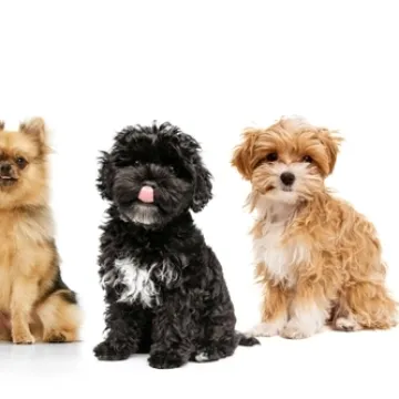 [KVIZ] Jesi li stručnjak za male pasmine pasa?