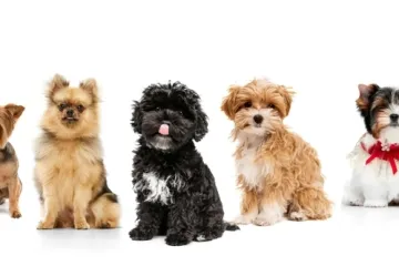 [KVIZ] Jesi li stručnjak za male pasmine pasa?