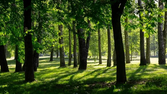 [KVIZ] Samo će stručnjaci o drveću imati sve točne odgovore