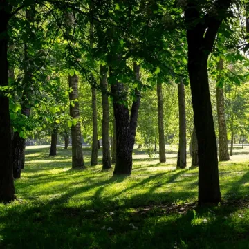 [KVIZ] Samo će stručnjaci o drveću imati sve točne odgovore