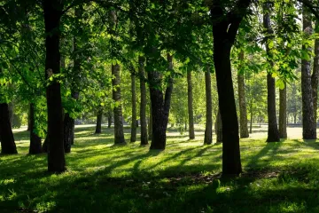 [KVIZ] Samo će stručnjaci o drveću imati sve točne odgovore