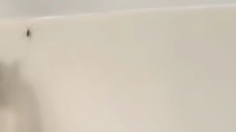 Djevojka pokazala vrlo učinkovit način kako se rije&scaron;ila pauka