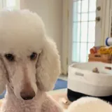 Preslatki psić raznježio je mreže zbog načina na koji čuva lopticu