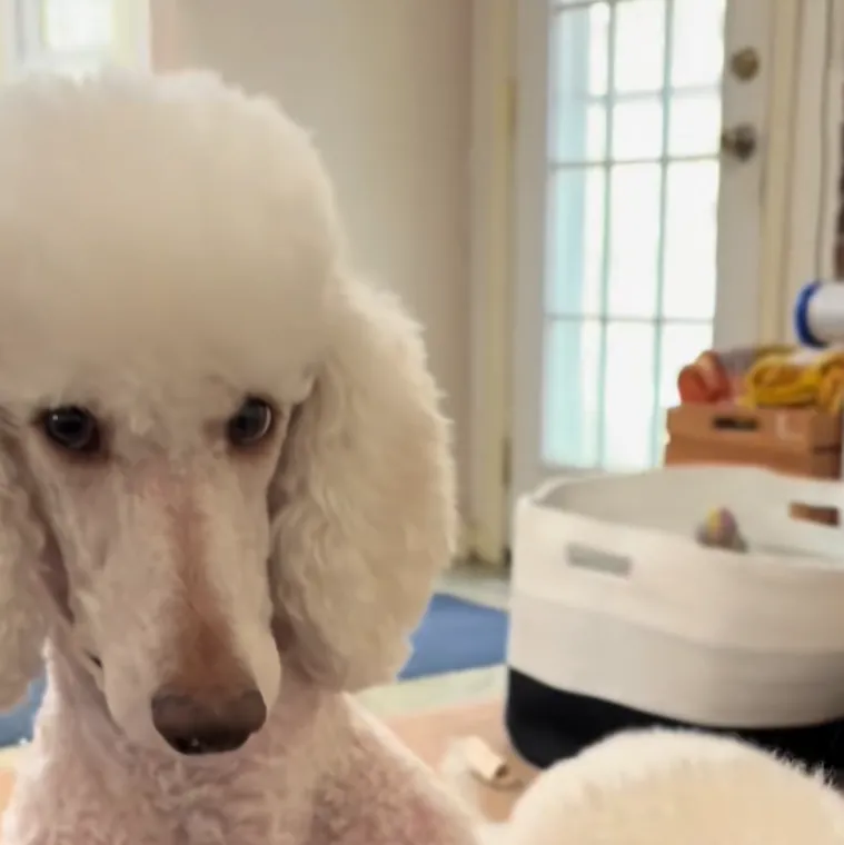 Preslatki psić raznježio je mreže zbog načina na koji čuva lopticu