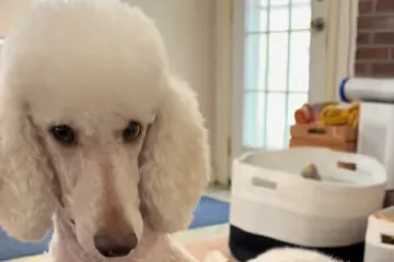 Preslatki psić raznježio je mreže zbog načina na koji čuva lopticu