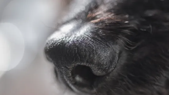 Pas s posebnim zadatkom: Zephyr može nanju&scaron;iti skrivenu opasnost u va&scaron;em domu