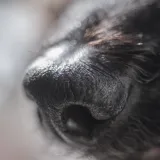 Pas s posebnim zadatkom: Zephyr može nanju&scaron;iti skrivenu opasnost u va&scaron;em domu