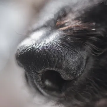 Pas s posebnim zadatkom: Zephyr može nanju&scaron;iti skrivenu opasnost u va&scaron;em domu