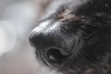 Pas s posebnim zadatkom: Zephyr može nanju&scaron;iti skrivenu opasnost u va&scaron;em domu