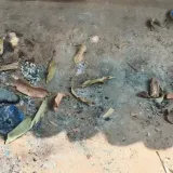 Majka i beba živi spaljeni! Četvero uhićenih: Za sve je krivo praznovjerje?