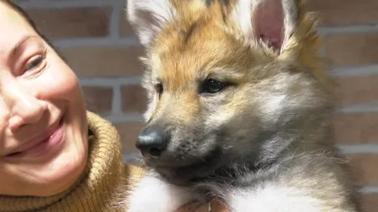 I Hrvatska ima pse Čehoslovake! Bili smo u leglu kod Velike Gorice: Pogledajte slatke mali&scaron;ane