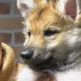 I Hrvatska ima pse Čehoslovake! Bili smo u leglu kod Velike Gorice: Pogledajte slatke mali&scaron;ane