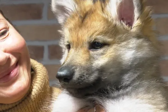 I Hrvatska ima pse Čehoslovake! Bili smo u leglu kod Velike Gorice: Pogledajte slatke mali&scaron;ane