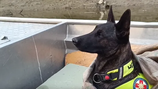 Ni policija, ni HGSS, ni lovci: Kujica Luna je junakinja dana! Prona&scaron;la nestalog mu&scaron;karca u zadnji tren