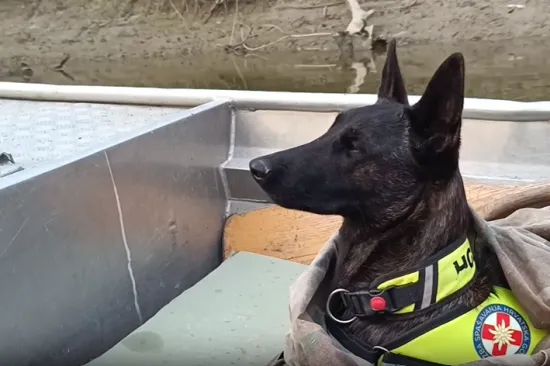 Ni policija, ni HGSS, ni lovci: Kujica Luna je junakinja dana! Prona&scaron;la nestalog mu&scaron;karca u zadnji tren