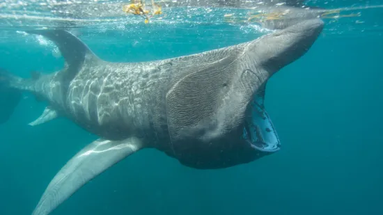 Drugi najveći morski pas na svijetu viđen kod Cresa, znanstvenici: 'Riječ je o migratornoj vrsti'