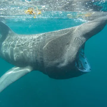 Drugi najveći morski pas na svijetu viđen kod Cresa, znanstvenici: 'Riječ je o migratornoj vrsti'