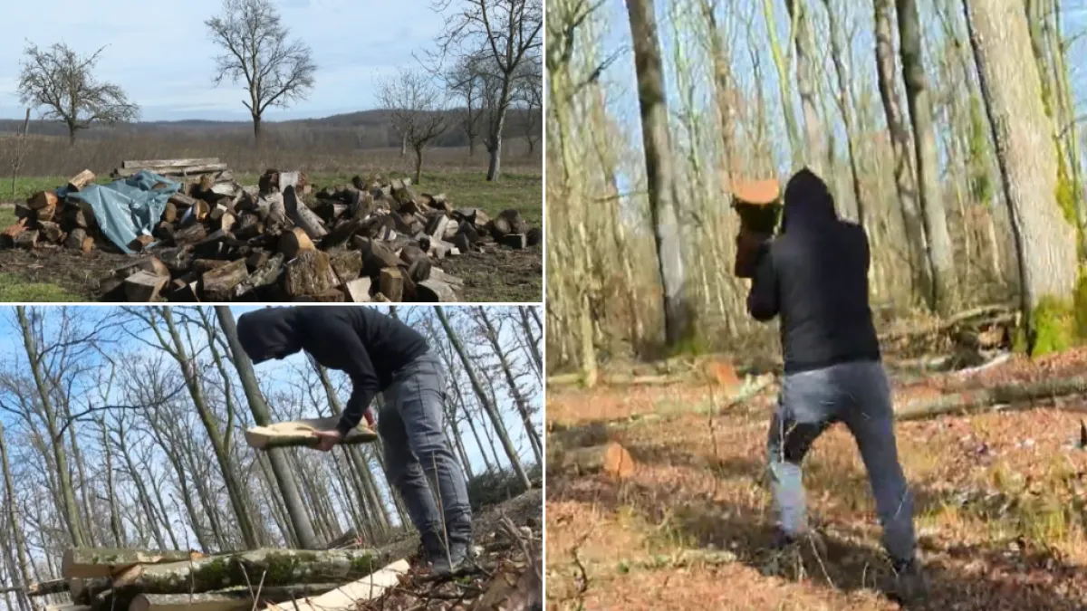 Noćna sječa, milijunske &scaron;tete i sumnjivi kamioni: Tko stoji iza krađa te&scaron;kih desetke tisuća eura?