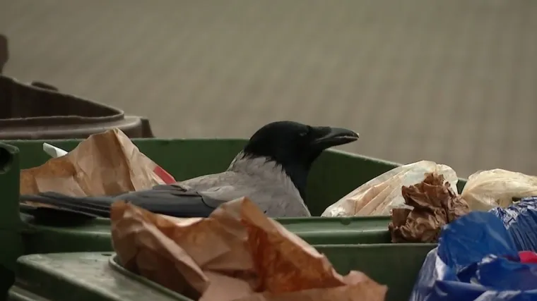 Hranite ih kruhom? Možda imate dobru namjeru, ali posljedice mogu biti opasne!