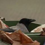 Hranite ih kruhom? Možda imate dobru namjeru, ali posljedice mogu biti opasne!