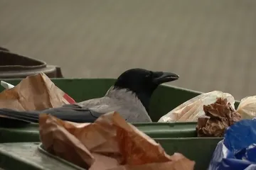 Hranite ih kruhom? Možda imate dobru namjeru, ali posljedice mogu biti opasne!