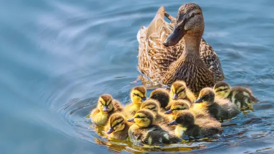 [KVIZ] Samo će rijetki znati sve o patkama