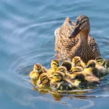 [KVIZ] Samo će rijetki znati sve o patkama