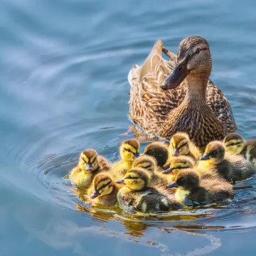 [KVIZ] Samo će rijetki znati sve o patkama