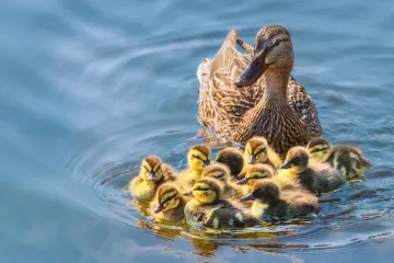 [KVIZ] Samo će rijetki znati sve o patkama