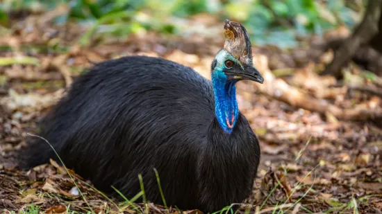[KVIZ] Samo će veliki znalci rasturiti na pitanjima o pticama neletačicama