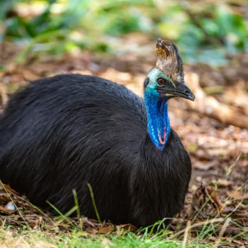 [KVIZ] Samo će veliki znalci rasturiti na pitanjima o pticama neletačicama