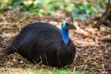 [KVIZ] Samo će veliki znalci rasturiti na pitanjima o pticama neletačicama