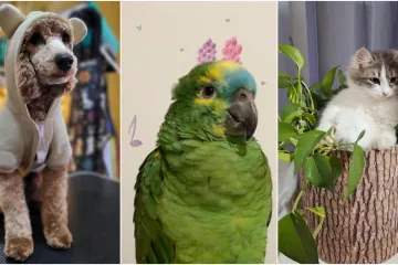 Ovo su fotografije va&scaron;ih preslatkih kućnih ljubimaca: Oni su članovi obitelji, a ovo su samo neki od njih