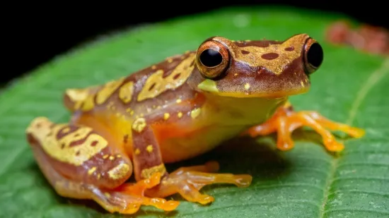 [KVIZ] Samo će veliki ljubitelji životinja rasturiti pitanja o vodozemcima