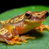 [KVIZ] Samo će veliki ljubitelji životinja rasturiti pitanja o vodozemcima