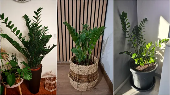 Biljka koja simbolizira sreću krasi va&scaron;e domove: Izdvojili smo 40 va&scaron;ih fotografija