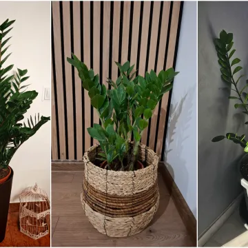 Biljka koja simbolizira sreću krasi va&scaron;e domove: Izdvojili smo 40 va&scaron;ih fotografija