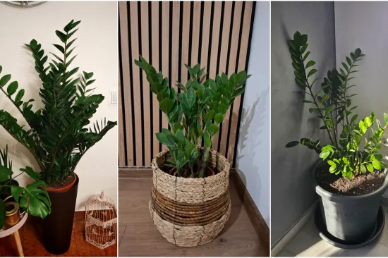 Biljka koja simbolizira sreću krasi va&scaron;e domove: Izdvojili smo 40 va&scaron;ih fotografija