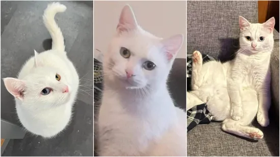 Zaista posebna mačka: Ovo su fotografije va&scaron;ih prekrasnih 'snježnih kraljica'