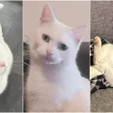 Zaista posebna mačka: Ovo su fotografije va&scaron;ih prekrasnih 'snježnih kraljica'