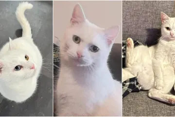 Zaista posebna mačka: Ovo su fotografije va&scaron;ih prekrasnih 'snježnih kraljica'